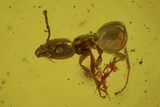 Fossil Beetle, Ant & Spider In Baltic Amber #45179-2
